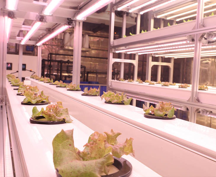 Best Grow Light for Seedlings A Commercial Buyer’s Guide-2